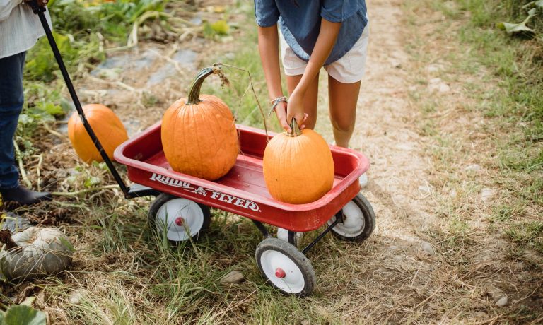 rowlett pumpkin patches